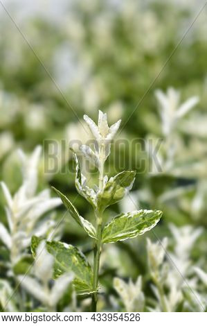 Wintercreeper Harlequin - Latin Name - Euonymus Fortunei Harlequin