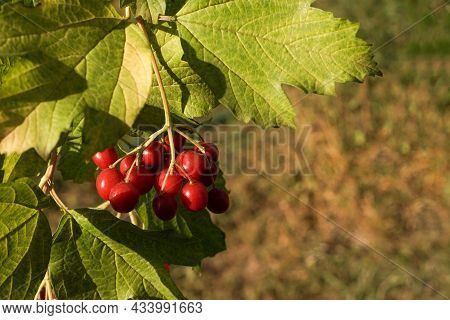 Viburnum Vulgaris Red. Guelder Rose. Berries On The Bush With Water Drops. Selective Focus.