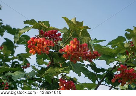 Viburnum Vulgaris Red. Guelder Rose. Berries On A Bush Against A Blue Sky.