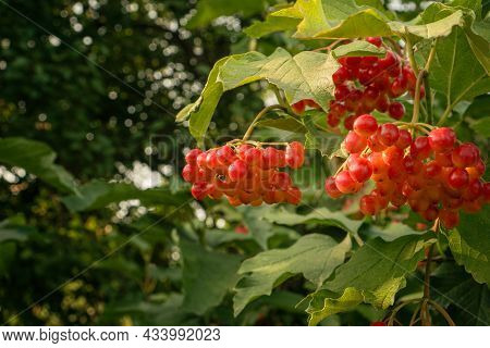 Viburnum Vulgaris Red. Guelder Rose. Berries On The Bush.