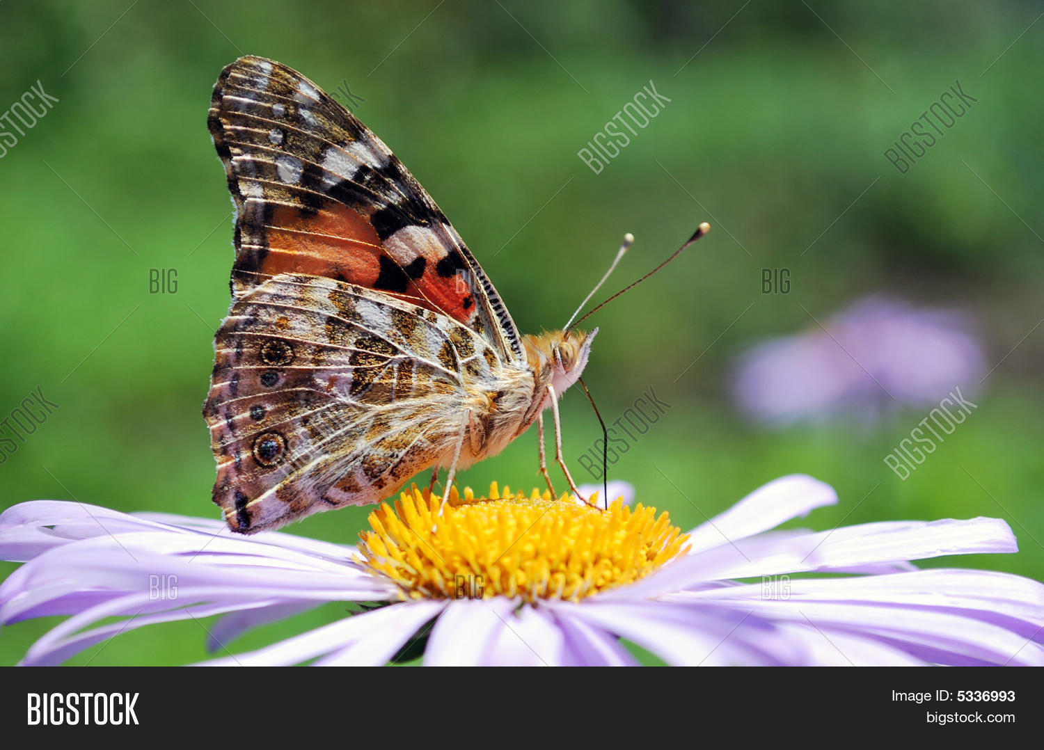 Image Preview