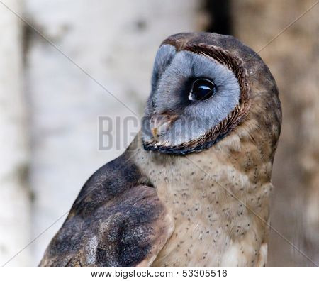 Short-eared Owl . Close-up portrait.