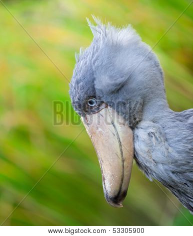 Shoebill, Abu Markub (Balaeniceps rex)