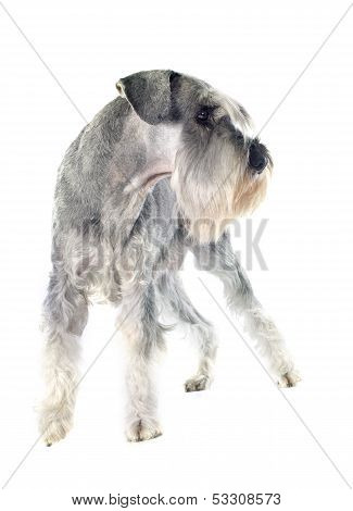 Standard Schnauzer