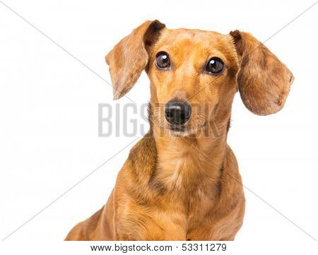 Dachshund Dog