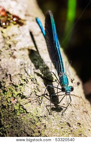 Dragonfly on a stick