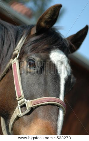 Cara de caballo