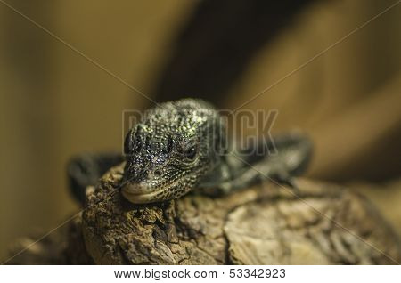 Black Tree Monitor