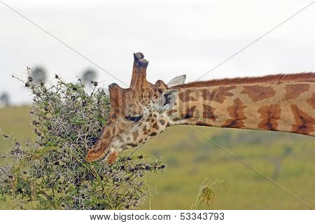 Rothchild's Giraffe Eating Acacia Leaves