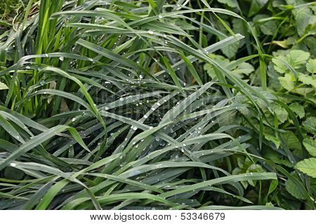 Water droplets on grass