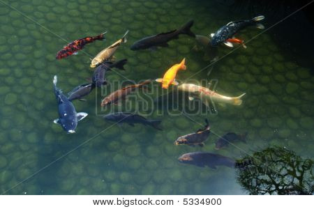 Carpa Koi con albero riflesso