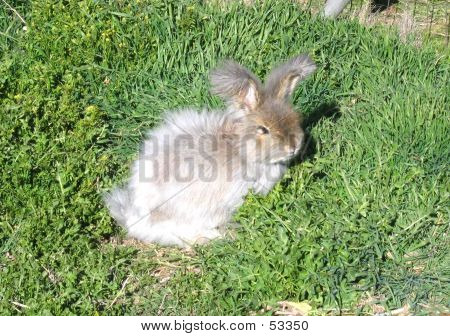 Bunny ruhen