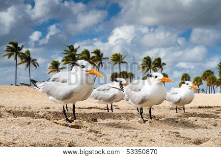vier Seeschwalben aufgereiht am Strand