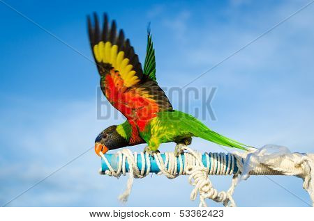 Beautiful Colorful Parrot, Sun Conure (aratinga Solstitialis)