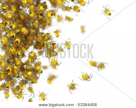 Spider isolated on the white 