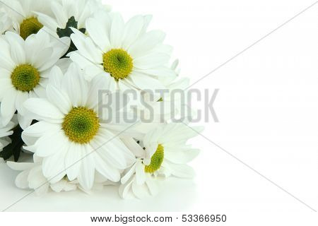 Beautiful white chrysanthemum isolated on white