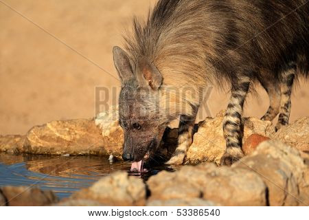 A brown hyena (Hyaena brunnea) drinking water, Kalahari desert, South Africa 