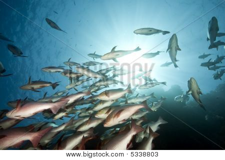 Mare, sole e fiammante dentici