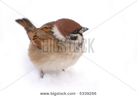Un moineau dans la neige blanche