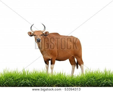 Banteng With Green Grass Isolated