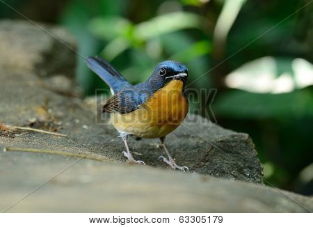 Male Hill Blue Flycatcher