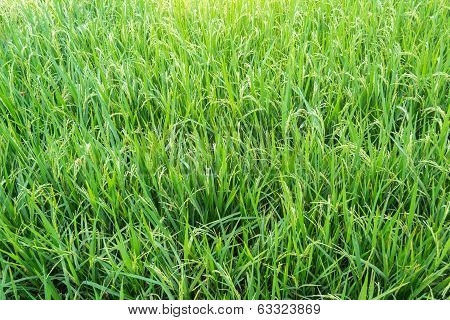 Paddy rice