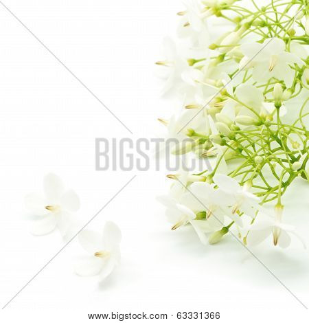Wild Water Plum