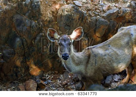 Sambar Deer