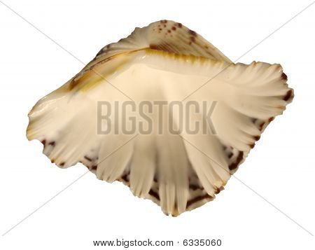Conchiglia