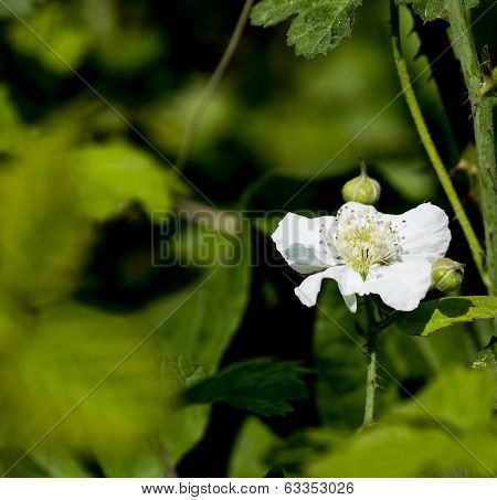 Flower Of Blackberry