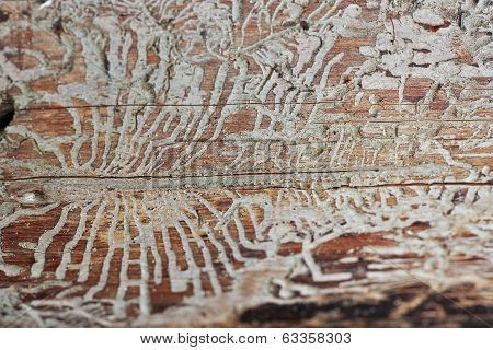 Pattern
