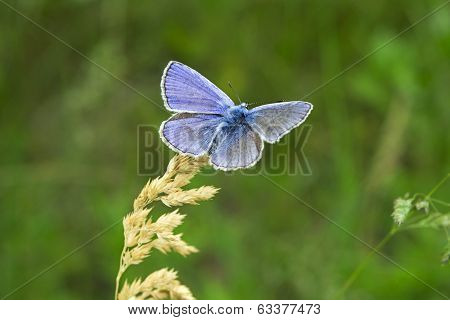 Butterlfy macro in a green meadow
