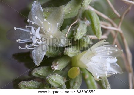 Flowering Cactus Rhipsalis