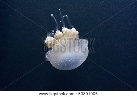 White Spotted Sea Jellyfish