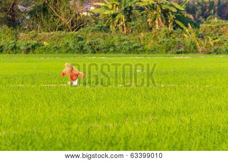 Scarecrow In Rice Field