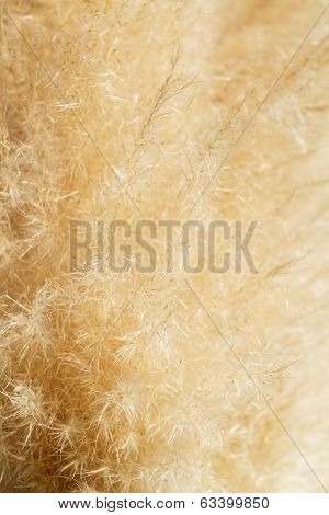 Flowering Grass