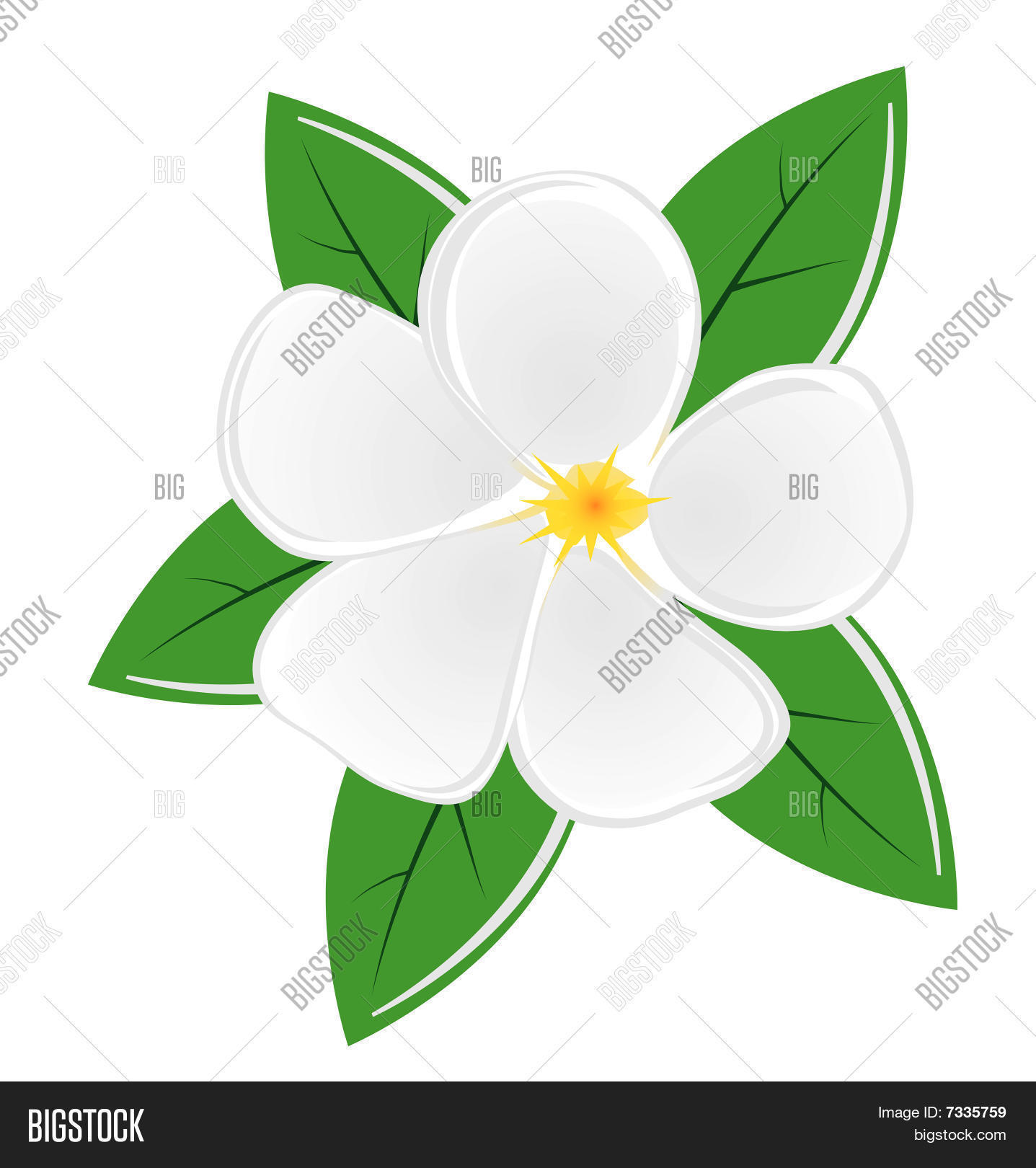 Free Free 67 Magnolia Flower Svg Free SVG PNG EPS DXF File