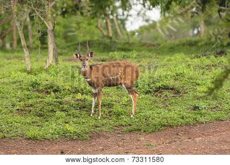 Male Bushbuck In The Forest