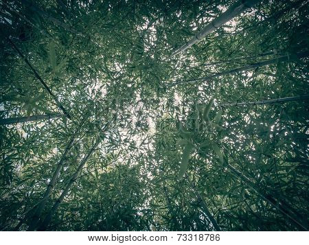 Retro Look Bamboo Plant