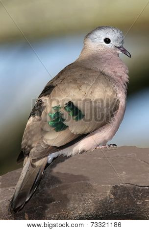 Dove Portrait