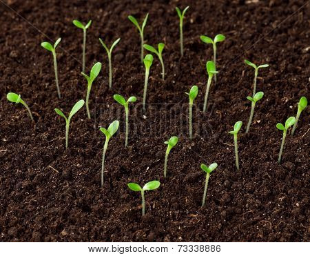 Green seedling