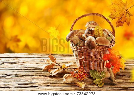 Ceps on wooden table, autumn harvest crop