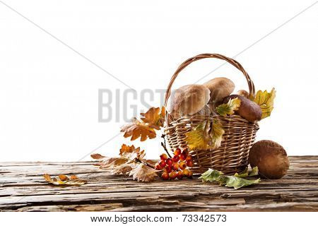Ceps on white background, autumn harvest crop