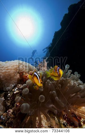 anemone fish aka clown fish