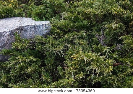 Evergreen Juniper Branches Near The Gray Stone
