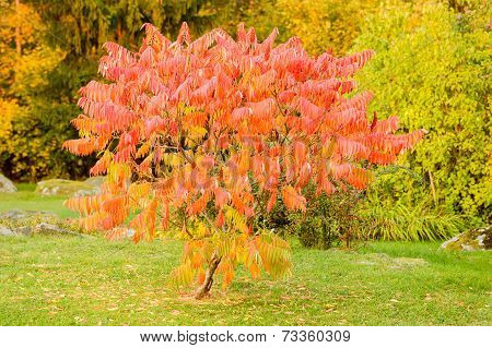 Sorbus Dodong Or Rowan Tree