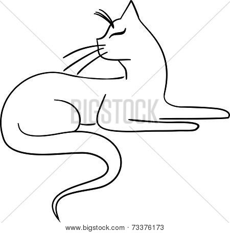 cat