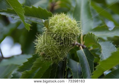 Chestnut On The Tree
