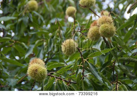 Chestnut On The Tree
