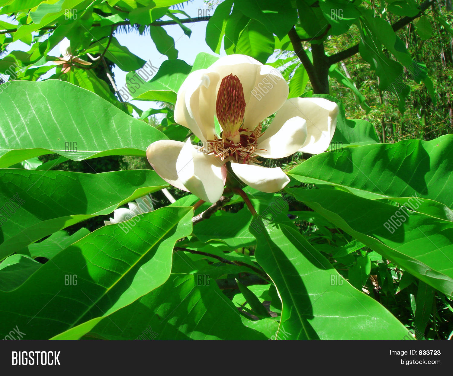 Image Preview